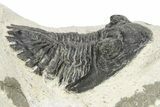 Bargain, Hollardops Trilobite - Ofaten, Morocco #254495-1